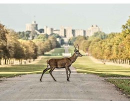 Windsor Castle Afternoon Tour from London