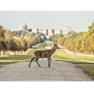 Windsor Castle Afternoon Tour from London